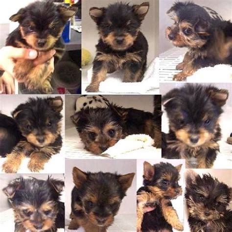 Yorkie for sale in san antonio tx. Things To Know About Yorkie for sale in san antonio tx. 